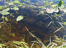 .: Resusitó India Muerta